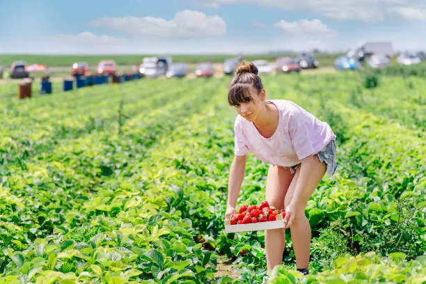 Girl picking strawberries in field.Fresh ripe organic strawberry in basket,berry plantation.fresh red strawberries in wooden baskets on organic strawberry farm.Strawberry field on fruit farm.