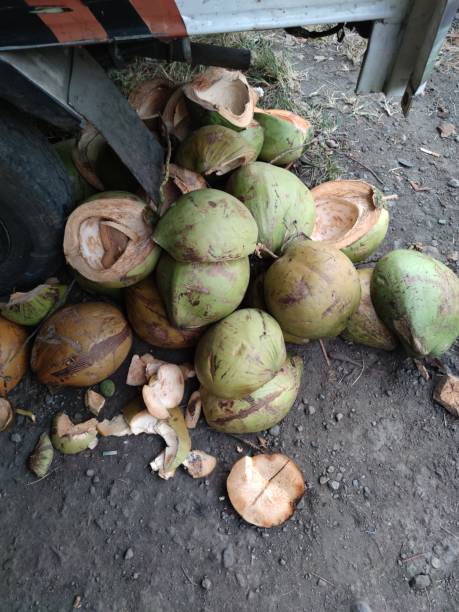 istock young coconut fiber 1491823978