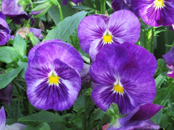 istock Beautiful Bright Closeup Purple Pansy Flowers 1491832214