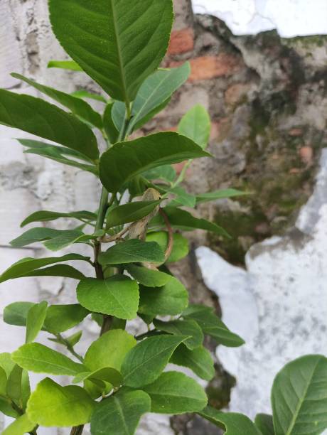 istock closes up a baby iguana in an orange tree, which is hiding 1491835490