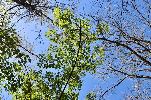The green leaves on the tree branches with a blue sky background.