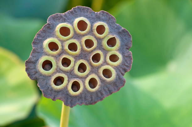 istock Sacred Lotus Seed Pod - Nelumbo nucifera 1491837001