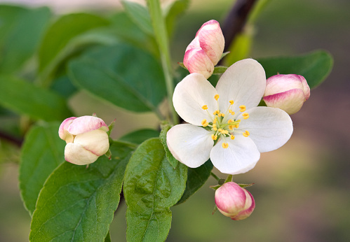 Crabapple Tree Blossoms - Malus