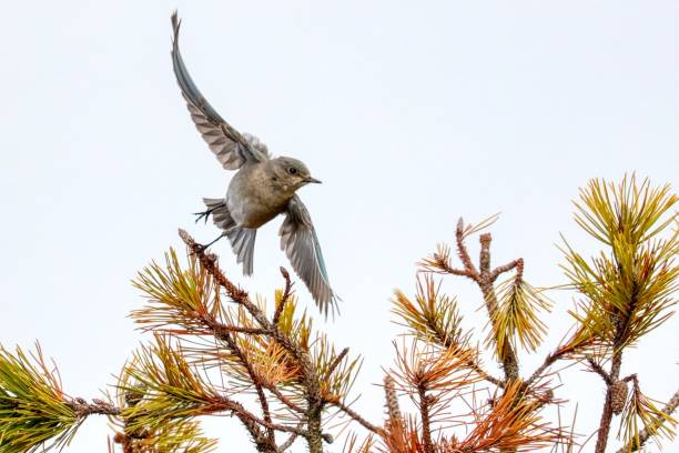 istock mountain bluebird in flight, Richmond, BC, Canada 1491837176