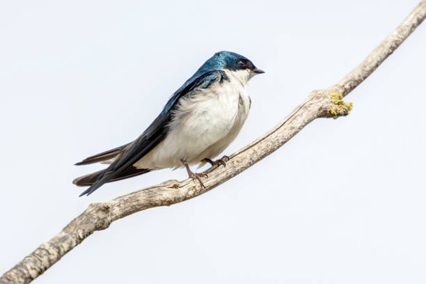 istock tree swallow perched on a tree branch, British Columbia, Canada 1491837204