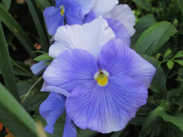 istock Beautiful Bright Closeup Light Blue Pansy Flowers 1491838567