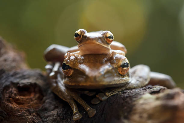 istock Tree Frog Amphibian Animal 1491840670