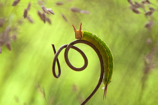 This caterpillars are very beautiful with feathers that bloom around their bodies with very attractive colors, but behind their beauty they are dangerous, because these feathers can cause skin blisters when touched.