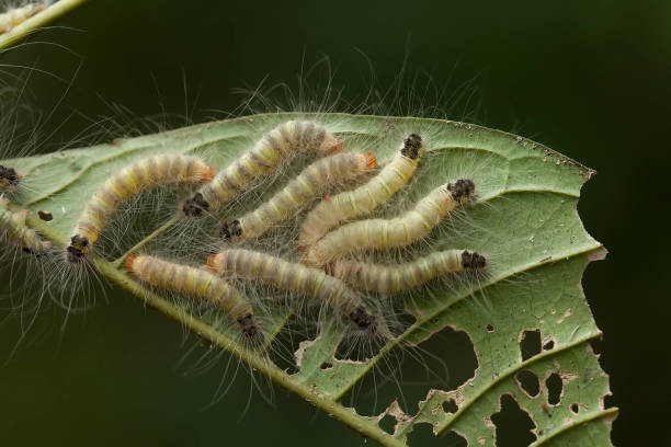 istock All About Caterpillar Story 1491842977