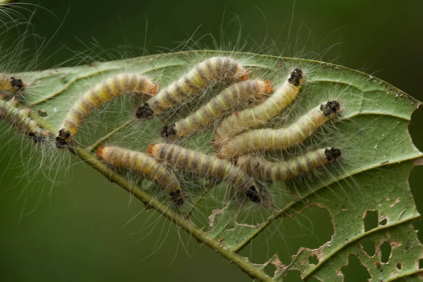 istock All About Caterpillar Story 1491842978