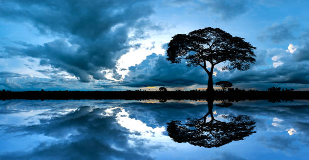 Panorama silhouette tree in africa with sunset.Tree silhouetted against a setting sun reflection on water.Typical african sunset with acacia trees mountain  in Masai Mara, Kenya.