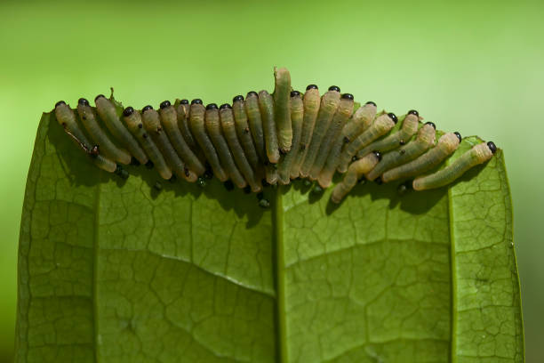 istock All About Caterpillar Story 1491843805