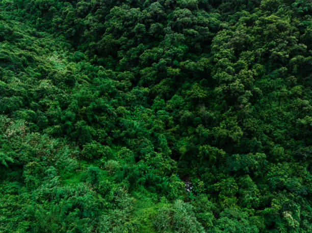 istock Aerial view of beautiful forest mountain landscape 1491844128