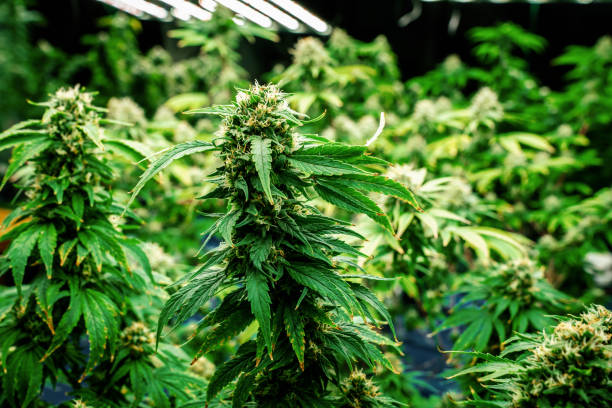 istock Closeup cannabis plants with gratifying full grown buds ready for harvested. 1491844131