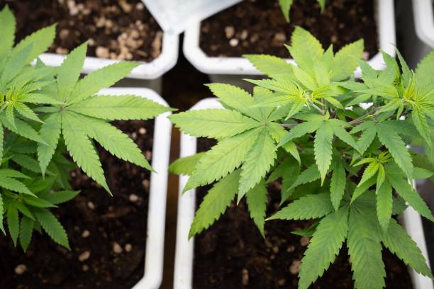 istock Curative indoor farm for gratifying cannabis plant cultivation results. 1491844656