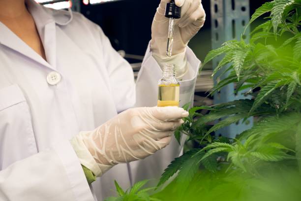 pianta di cannabis gratificante all'interno di una fattoria coperta e scienziato che ispeziona l'olio di cbd. - gratifying foto e immagini stock
