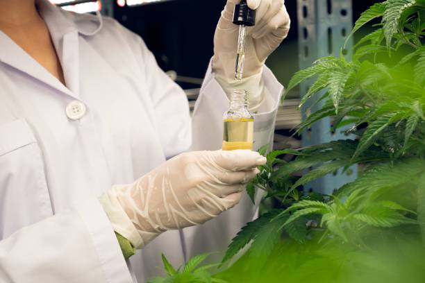 planta de cannabis gratificante dentro da fazenda interna e cientista inspecionando o óleo cbd. - gratifying - fotografias e filmes do acervo