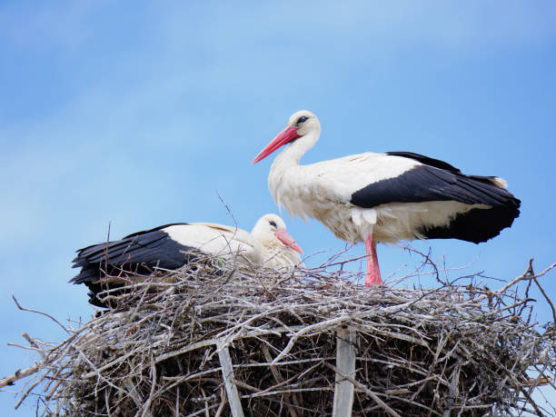 istock Couple of storks on the nest 1491846076