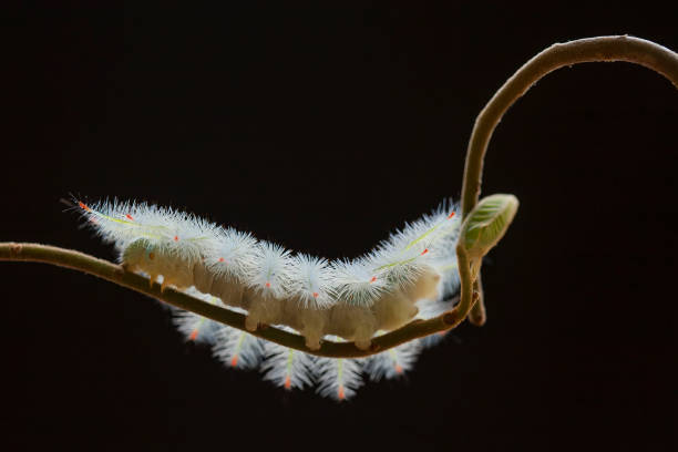 This caterpillars are very beautiful with feathers that bloom around their bodies with very attractive colors, but behind their beauty they are dangerous, because these feathers can cause skin blisters when touched.