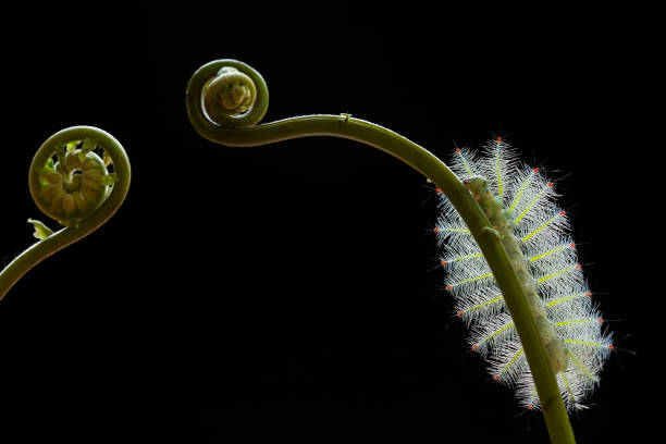 istock Beautiful Caterpillar In Beautiful Place 1491846628