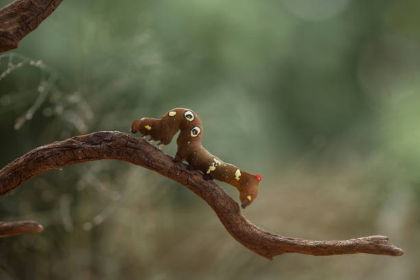 istock Beautiful Caterpillar In Beautiful Place 1491847006