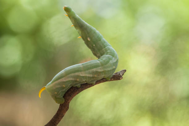 One silkworm on white background.