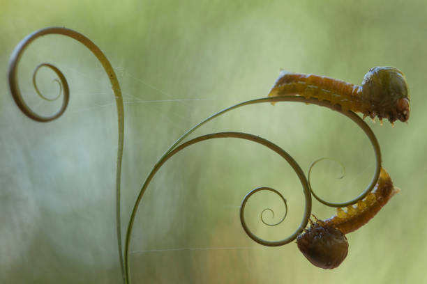 This caterpillars are very beautiful with feathers that bloom around their bodies with very attractive colors, but behind their beauty they are dangerous, because these feathers can cause skin blisters when touched.