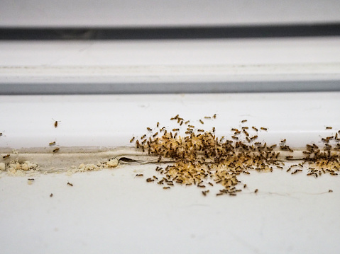 House ants, small creatures swarming and eating food that falls on the floor. from broken joints inside the house destruction in the house