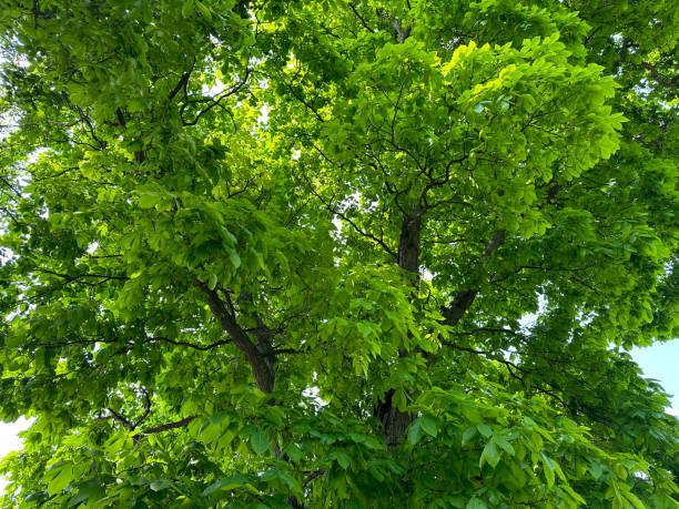 istock Branching of a Shagbark Hickory 1491849279