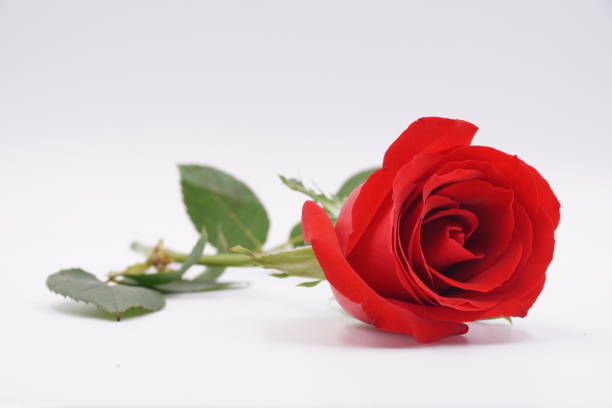 una rosa rossa a gambo lungo - long stemmed rose foto e immagini stock