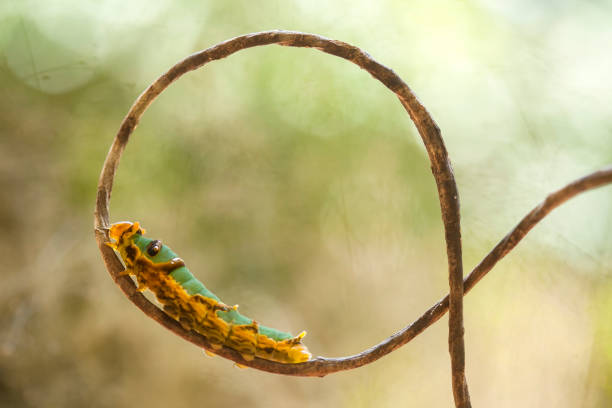 Close up of Caterpillar Antherina suraka in Isalo national park crawling on the tree branch. Madagascar