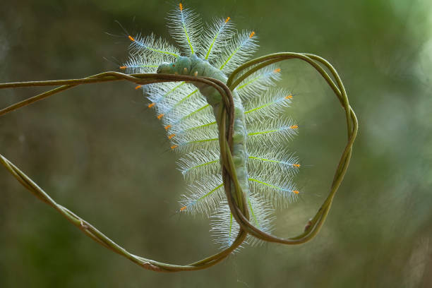 istock Amazing Caterpillar Form Borneo Island 1491849830