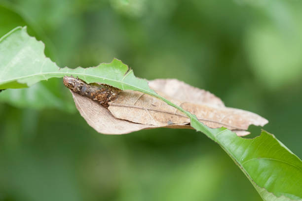 istock Amazing Caterpillar Form Borneo Island 1491849835
