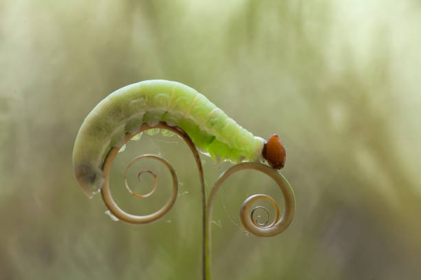 This caterpillars are very beautiful with feathers that bloom around their bodies with very attractive colors, but behind their beauty they are dangerous, because these feathers can cause skin blisters when touched.