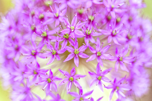 Close up of purple allium flowers