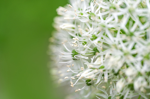 Close up of white echium flowers in bloom