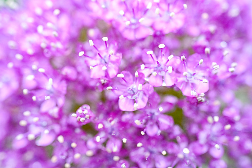 Close up of purple allium flowers