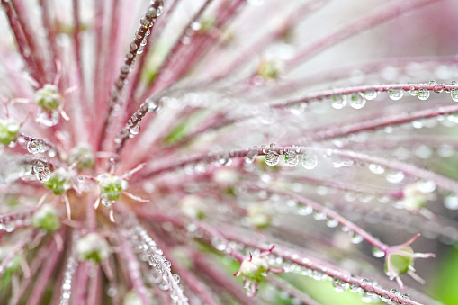 Rain drops on allium flower