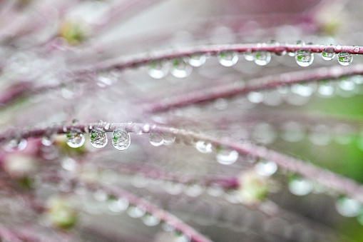 Rain drops on a plant. Close up. Not AI