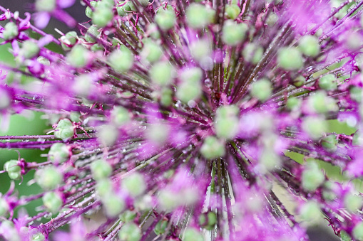 Purple Allium flowers