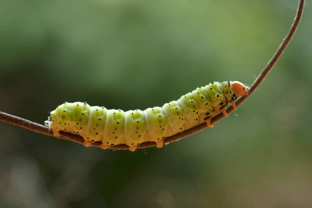 istock Amazing Caterpillar Form Borneo Island 1491850627