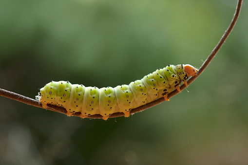 Green caterpillar on the ground at Tai Tam Country Park, Hong Kong Island.