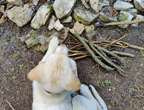 top view of an adorable Labrador puppy is sitting next to a stone campfire pit at the campsite.