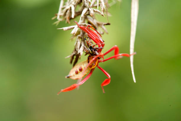 Around us there are many types of insects or insects with various types, shapes and colors, each of which is very beautiful and different, they live with their own life cycle as one of the balancers on this earth.