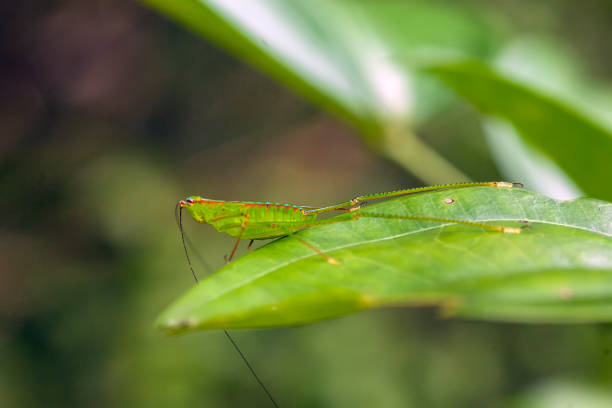 Around us there are many types of insects or insects with various types, shapes and colors, each of which is very beautiful and different, they live with their own life cycle as one of the balancers on this earth.