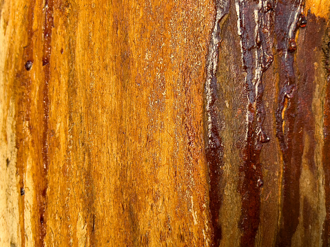 Horizontal extreme closeup photo of a section of bright colourful bark, with red sap, growing on the trunk of an uncultivated Eucalyptus tree in the New England high country, NSW, in Autumn.