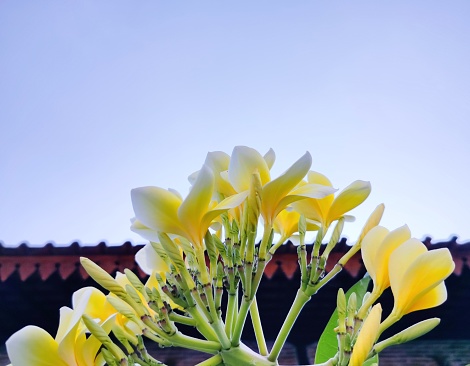 frangipani flowers under a blue sky