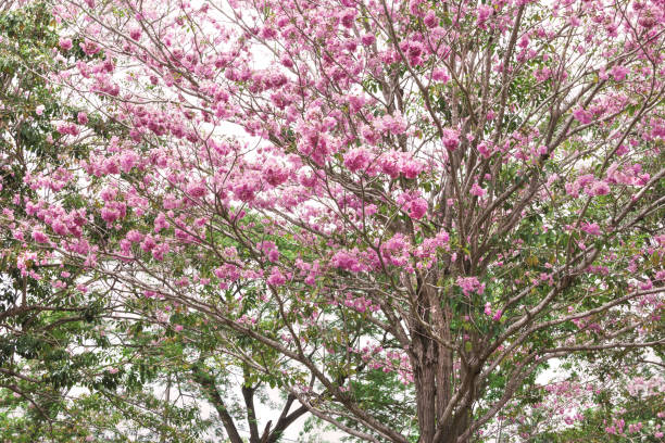 istock Pink trumpet tree or Tabebuia rosea isolated on white background 1491856816