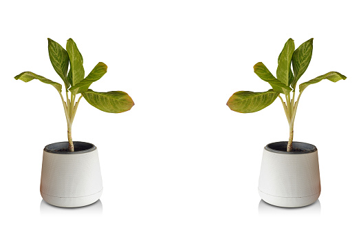 front view two green tree in white and black ceramic and plastic pots on white background, nature, object, decor, gift, vintage, fashion, copy space