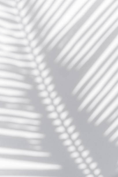 istock Shadow of palm leaves sway in the wind on white background 1491859411
